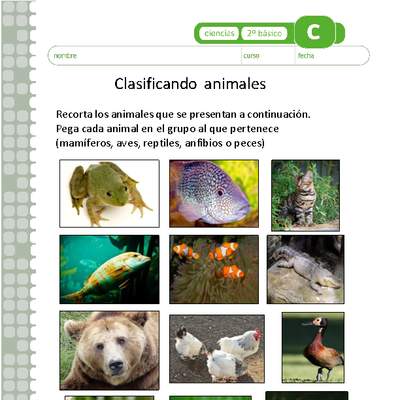 Clasificando animales