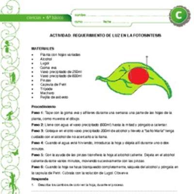 Requerimiento de luz en la fotosíntesis