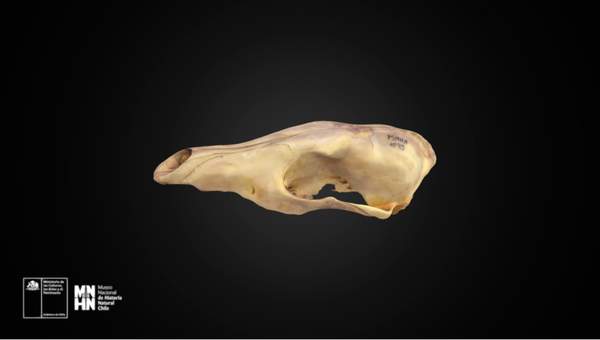 Lycalopex culpaeus 1593
