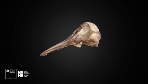 Cephalorhynchus eutropia 582