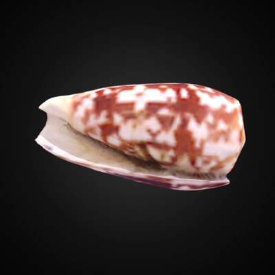 Conus striatus striatus Linnaeus 31, 1758