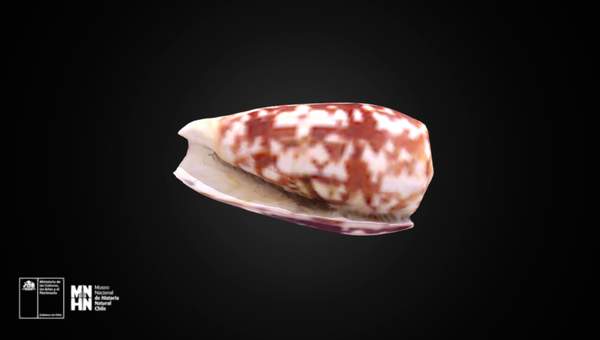 Conus striatus striatus Linnaeus 31, 1758