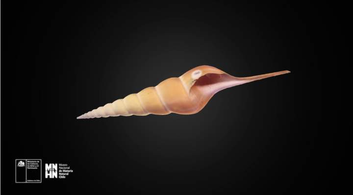 Tibia fusus 2301 (Linnaeus, 1758) - Curriculum Nacional. MINEDUC. Chile.