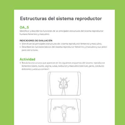 Ejemplo Evaluación Programas - OA05 - Estructuras del sistema reproductor