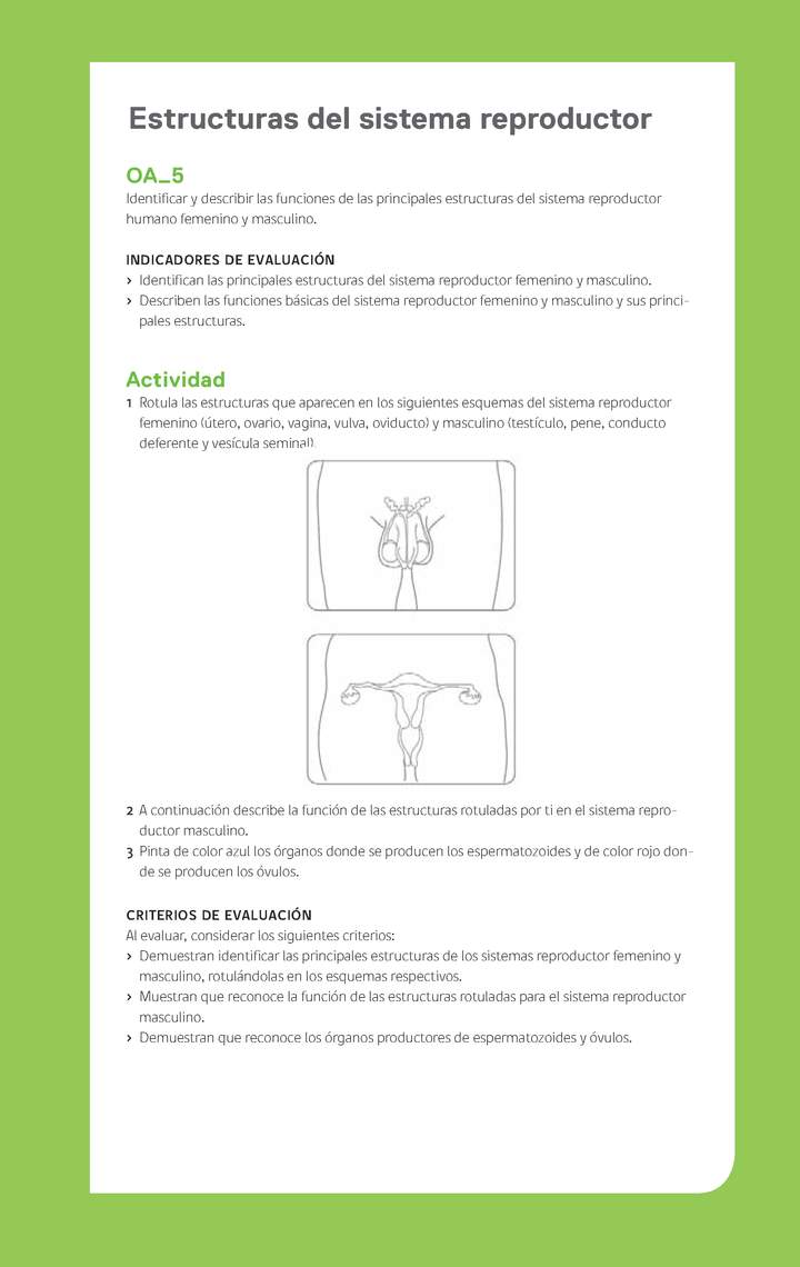 Ejemplo Evaluación Programas - OA05 - Estructuras del sistema reproductor