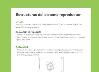 Ejemplo Evaluación Programas - OA05 - Estructuras del sistema reproductor