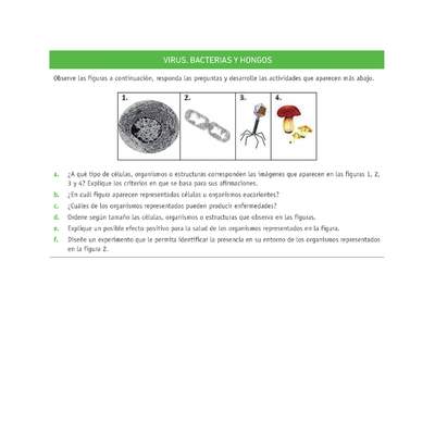 Evaluación Programas - CN07 OA05 - U3 - VIRUS, BACTERIAS Y HONGOS