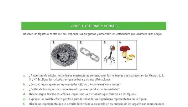 Evaluación Programas - CN07 OA05 - U3 - VIRUS, BACTERIAS Y HONGOS