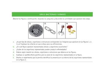 Evaluación Programas - CN07 OA05 - U3 - VIRUS, BACTERIAS Y HONGOS