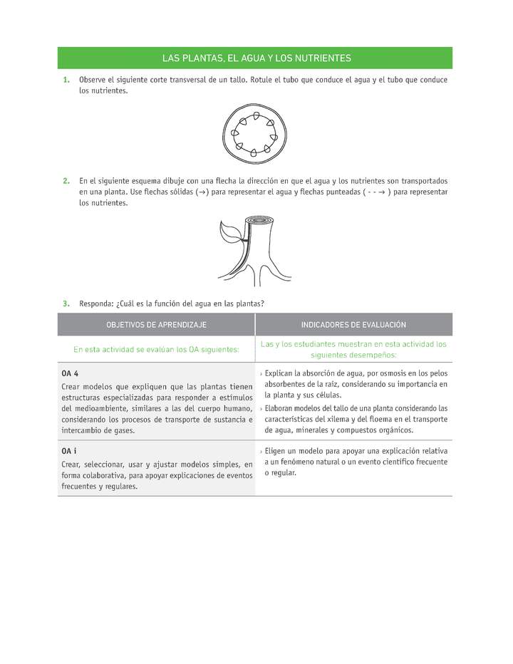 Evaluación Programas - CN08 OA04 - U2 - LAS PLANTAS, EL AGUA Y LOS NUTRIENTES