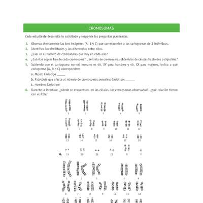 Evaluación Programas - CN2M - OA06 - U3 - CROMOSOMAS