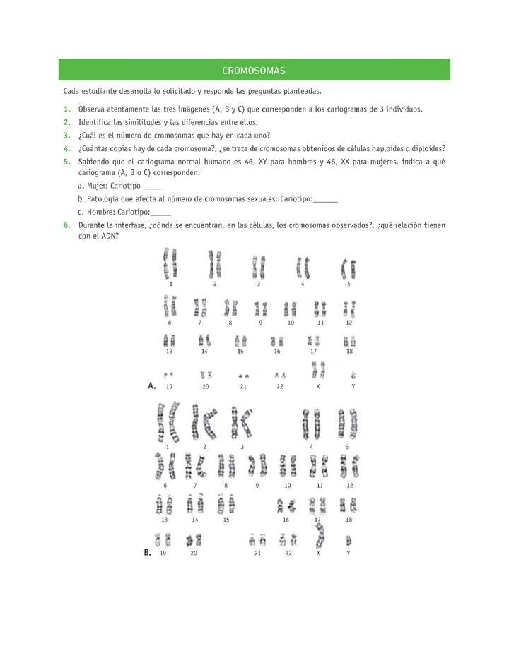 Evaluación Programas - CN2M - OA06 - U3 - CROMOSOMAS