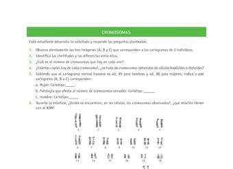 Evaluación Programas - CN2M - OA06 - U3 - CROMOSOMAS