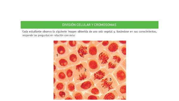 Evaluación Programas - CN2M - OA06 - U3 - DIVISIÓN CELULAR Y CROMOSOMAS