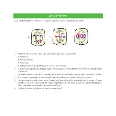 Evaluación Programas - CN2M - OA06 - U3 - MEIOSIS Y MITOSIS