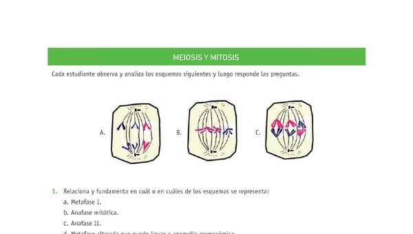 Evaluación Programas - CN2M - OA06 - U3 - MEIOSIS Y MITOSIS