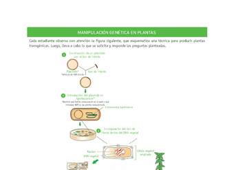 Evaluación Programas - CN2M - OA08 - U4 - MANIPULACIÓN GENÉTICA EN PLANTAS