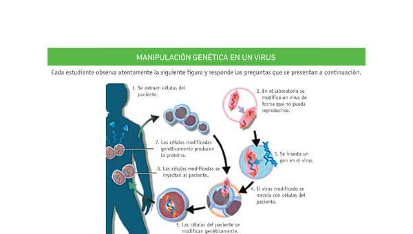 Evaluación Programas - CN2M - OA08 - U4 - MANIPULACIÓN GENÉTICA EN UN VIRUS