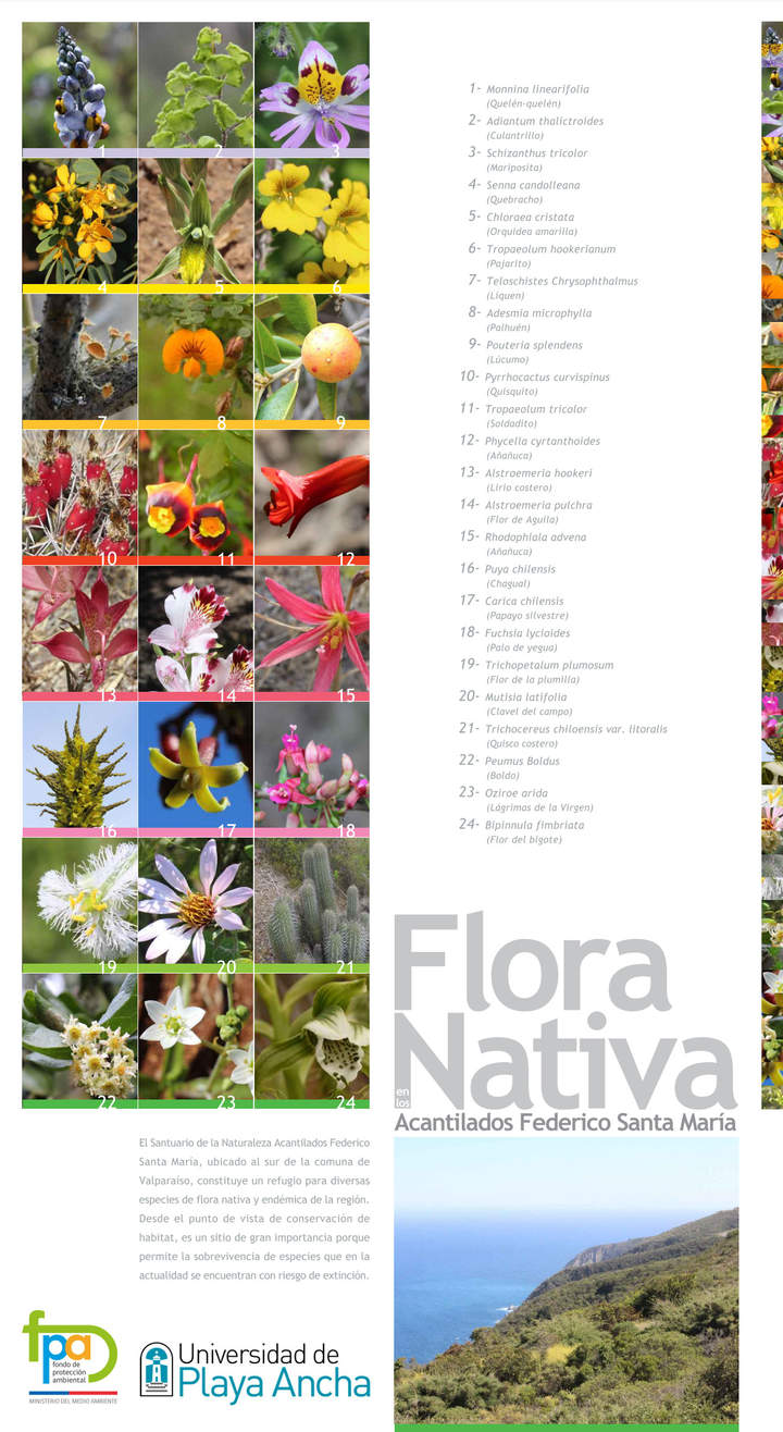 Afiche flora nativa en los Acantilados Federico Santa María