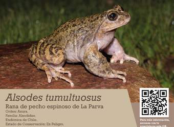 Afiches Alsodes Montanus, A. Tumultuosus y A. Nodosus