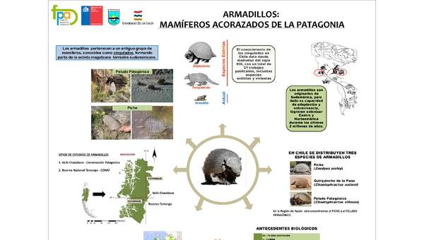 Afiche armadillos de la Patagonia