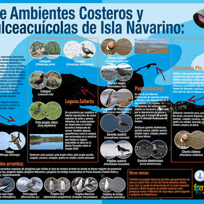 Afiche aves Isla Navarino