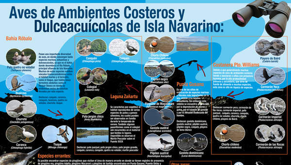 Afiche aves Isla Navarino