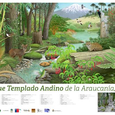 Afiche Bosque Templado Andino de la Araucanía
