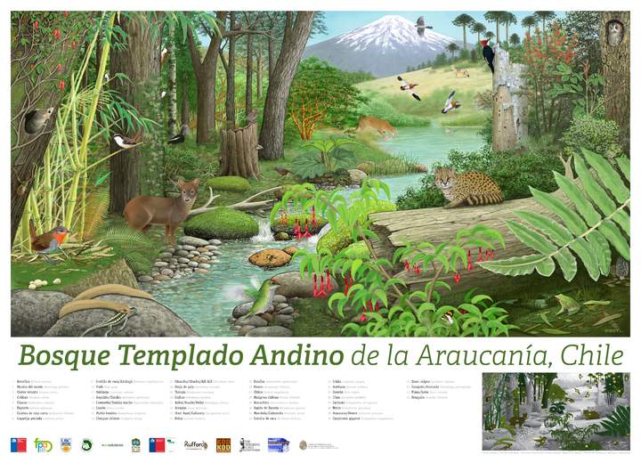 Afiche Bosque Templado Andino de la Araucanía