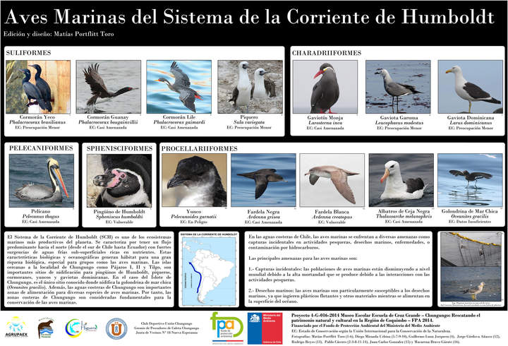 Afiche aves marinas Humboldt