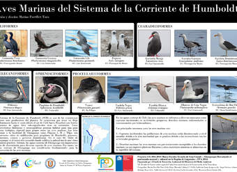 Afiche aves marinas Humboldt