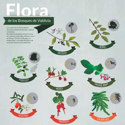 Afiche flora de Valdivia