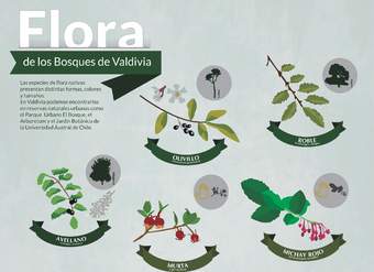 Afiche flora de Valdivia