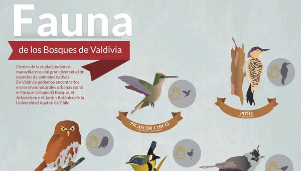 Afiche fauna de bosques de Valdivia