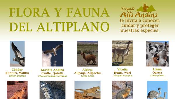 Flora y fauna del altiplano