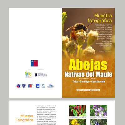 Díptico abejas nativas Maule