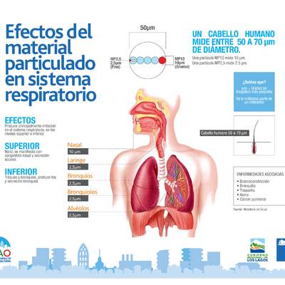Infografía efectos MP en sistema respiratorio