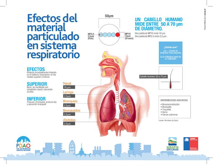 Infografía efectos MP en sistema respiratorio