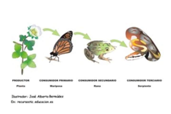 Cadena alimenticia rotulada