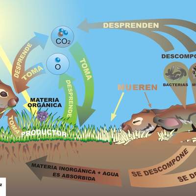 Flujo de materia relaciones tróficas