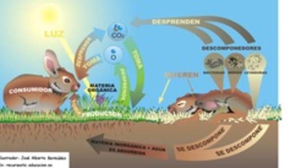 Flujo de materia relaciones tróficas