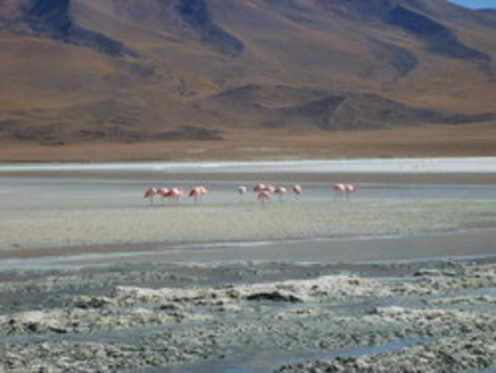 Imagen del altiplano en Chile