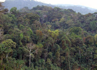 Fotografía de la Selva Amazónica