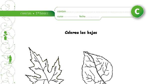 Colorea las hojas