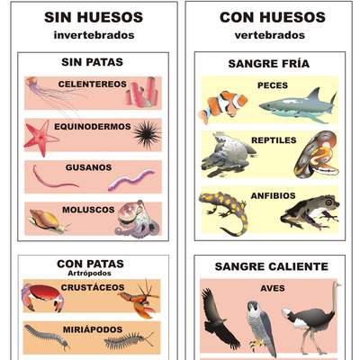 Clasificación de animales