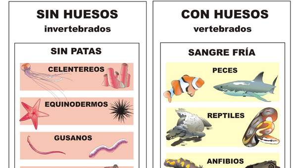 Clasificación de animales