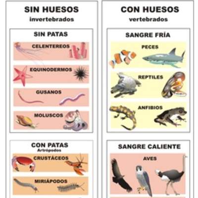 Clasificación de animales