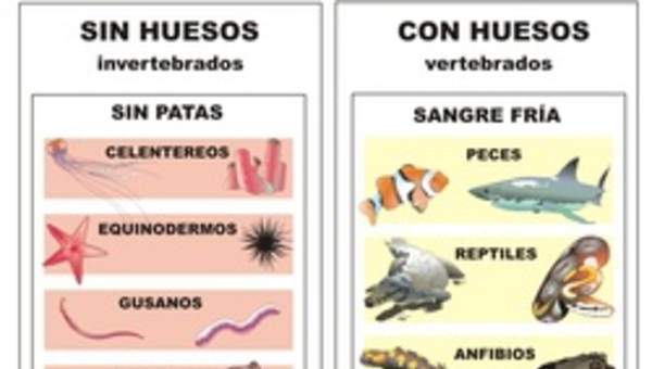 Clasificación de animales