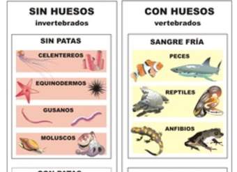 Clasificación de animales