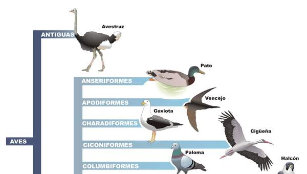 Clasificación de aves